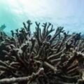 馬爾地夫繁榮的旅遊業背後，是觸目驚心的大片死亡珊瑚