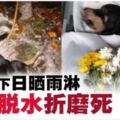 遭棄置戶外日曬雨淋．母狗嚴重脫水致死