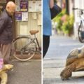 日本老爺爺街頭「遛龜」成奇景　帶70公斤老朋友散步引路人圍觀