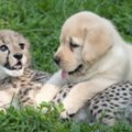 治療犬拉拉用天然萌療癒焦慮小獵豹　2隻膩在一起的畫面萌翻人心
