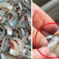 買回一袋蝦子，回家後發現蝦頭實在巨大的太詭異了！剝開蝦頭一看，裡面竟然是『這個東西』！愛吃蝦的人真的要注意了！