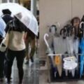 為什麼日本人都喜歡帶長柄雨傘，很少有人帶摺疊傘？原來「優點」這麼多！
