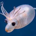 小豬佩奇4ni？水下發現「小豬魷魚」　被錄到一臉呆樣游泳超萌