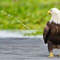 「我沒有在尿尿啦」　攝影師的「超精準錯位照片」害白頭鷹被誤會