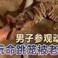 男子參觀動物園-玩命跳籠被老虎咬