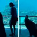 輪到海獅參觀了！　澳洲水族館封館　海獅「出籠散步」拜訪同事：尼們好呀～