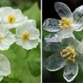 顏色被洗掉了？　可愛小白花「淋到雨會變透明」　花瓣晶瑩剔透超浪漫：沒見過這麼唯美的花