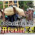 800kg巨鱷闖水溝消拯員開Forklift叉走