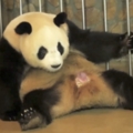 熊貓媽媽坐著生龍鳳胎　小熊貓「瞬噴出來」全網驚訝：原來熊貓這樣生！