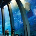海外首站！4000坪「八景島水族館」設點台灣　2020年登場