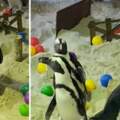 小短腿爬坡太可愛♡　動物園舉辦「企鵝障礙賽」　幫增強腳腳力量：鍛鍊一下才健康～