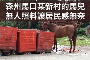 森州馬口某新村的馬兒無人照料讓居民感無奈