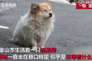 主人身患絕症不歸狗狗坐巷口三年痴等看了讓韓國百萬人心碎