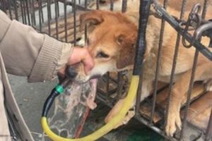 殘忍！黑心狗販為增重！把狗強行灌水到吐血：怎麼可以這樣虐待他們？