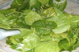 霜桑葉在家庭生活中的巧用——減肥養生黑頭發