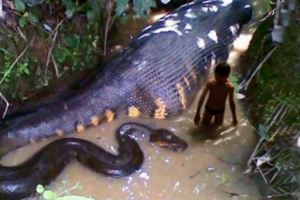 慎入！世界上最大的蛇，幼蛇竟然足足有400公分長，成蛇的長度竟讓人無法想像！