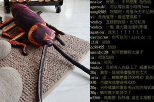半夜驚見蟑螂被嚇壞！他一開價…打「1隻蟑螂」領2500元網友推爆狂朝聖！