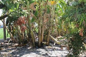 疑似焚燒雜草遭煙嗆昏8旬老婦燒死自家果園內