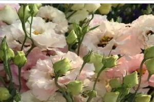 這3種花，一朵能開20天，滿叢花苞還不愛長蟲，真不錯