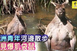澳洲青年河邊散步驚見爆肌袋鼠