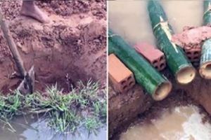 老祖宗果然厲害！漁夫「僅用5根竹筒」漁獲多到滿出來　大方公開「祖傳抓魚法」天天坐享其成