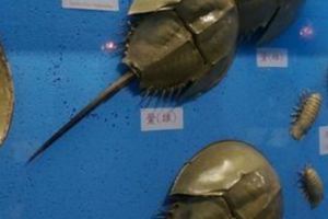澎湖螃蟹博物館