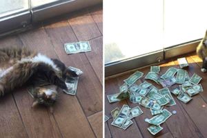 貓貓每天從門縫搶路人的錢　賺足一地鈔票：我是劫富濟貧～