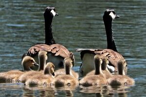 一個家庭，想要福報與財富，必要懂得這兩點！