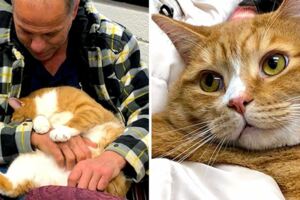 親人天菜喵「太會撒嬌」遭棄養　志工傻眼：牠愛睡腿上錯了嗎？