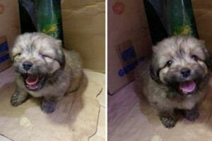 保養車子竟收到「一隻浪浪」　女孩收編帶回家：養到了表情包