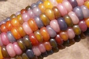 阿公種出了七彩寶石似的玉米，正當全家人認為賺翻時，愁容滿面的爺爺卻直搖頭！