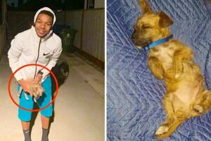 17歲男孩果斷帶發冷浪浪回家　驕傲PO照：哈士奇哥哥也幫我守護牠