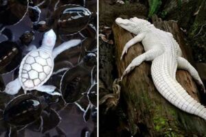 23個「上帝忘記給予顏色」的白化症動物　全白孔雀完全是神話裡的仙獸！