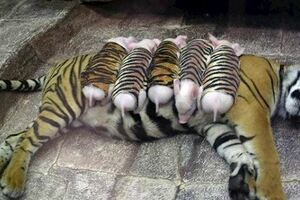 園方大膽把小豬假扮成老虎寶寶，安慰喪子的母老虎，沒想到最後會是這種結局！