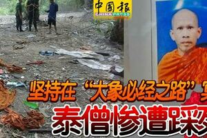 堅持在「大象必經之路」冥修泰僧慘遭踩死