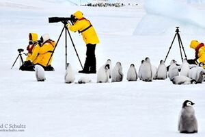 南極洲最友善的居民！可愛企鵝超沒戒心　見相機還排排站：這樣OK嗎？