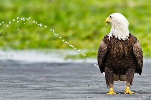 「我沒有在尿尿啦」　攝影師的「超精準錯位照片」害白頭鷹被誤會