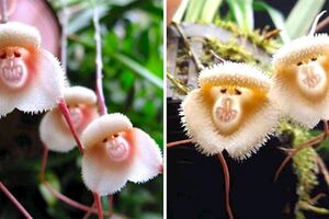 怎麼長得這麼促咪？　超有趣「猴子臉蘭花」每朵表情還都不一樣