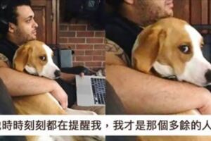 他是我的了！　29隻「把你變成小三」的超嗆毛孩子