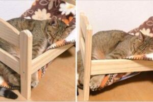 貓皇爽躺IKEA小床「睡到床架垮掉」　牠不願面對事實繼續裝睡：ZzzzZZz
