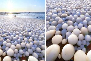 上千顆蛋現身海灘？　25年來首見「冰蛋奇景」專家：出現原因不簡單