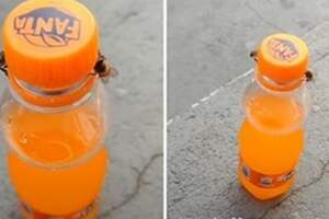 2隻蜜蜂合力扭開汽水瓶蓋完美詮釋「有志者事竟成」