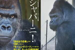 日本「最帥大猩猩」夏巴尼歡度25歲生日粉絲慶生讚「大叔魅力更迷人！」