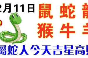12月11日生肖運勢_鼠、蛇、龍大吉