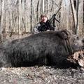 獵人捕獲450斤巨型野豬足夠享用1年