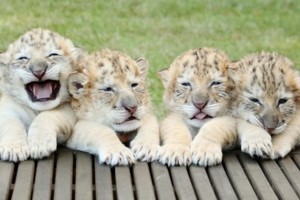 全球首見白獅虎四胞胎 萌呆了超可愛