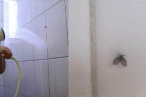 廁所裡常見的『小飛蟲』，原來是從這些地方出來的！一定要知道「牠」竟然會傳染病毒！教你這樣消滅它們