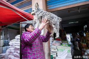 這隻雪納瑞媽媽不讓跟去賣菜就會哭，7年來它的日常把大家都暖哭