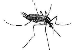 趴上就叮包的花蚊子，實為登革熱的主要傳播者，消滅它須這樣做