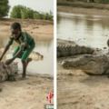 鱷魚在布吉納法索成團寵村民可任意擼鱷魚